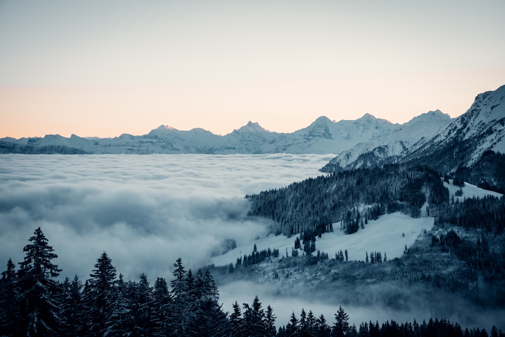 Grüne Bäume in der Nähe von schneebedeckten Bergen während des Tages