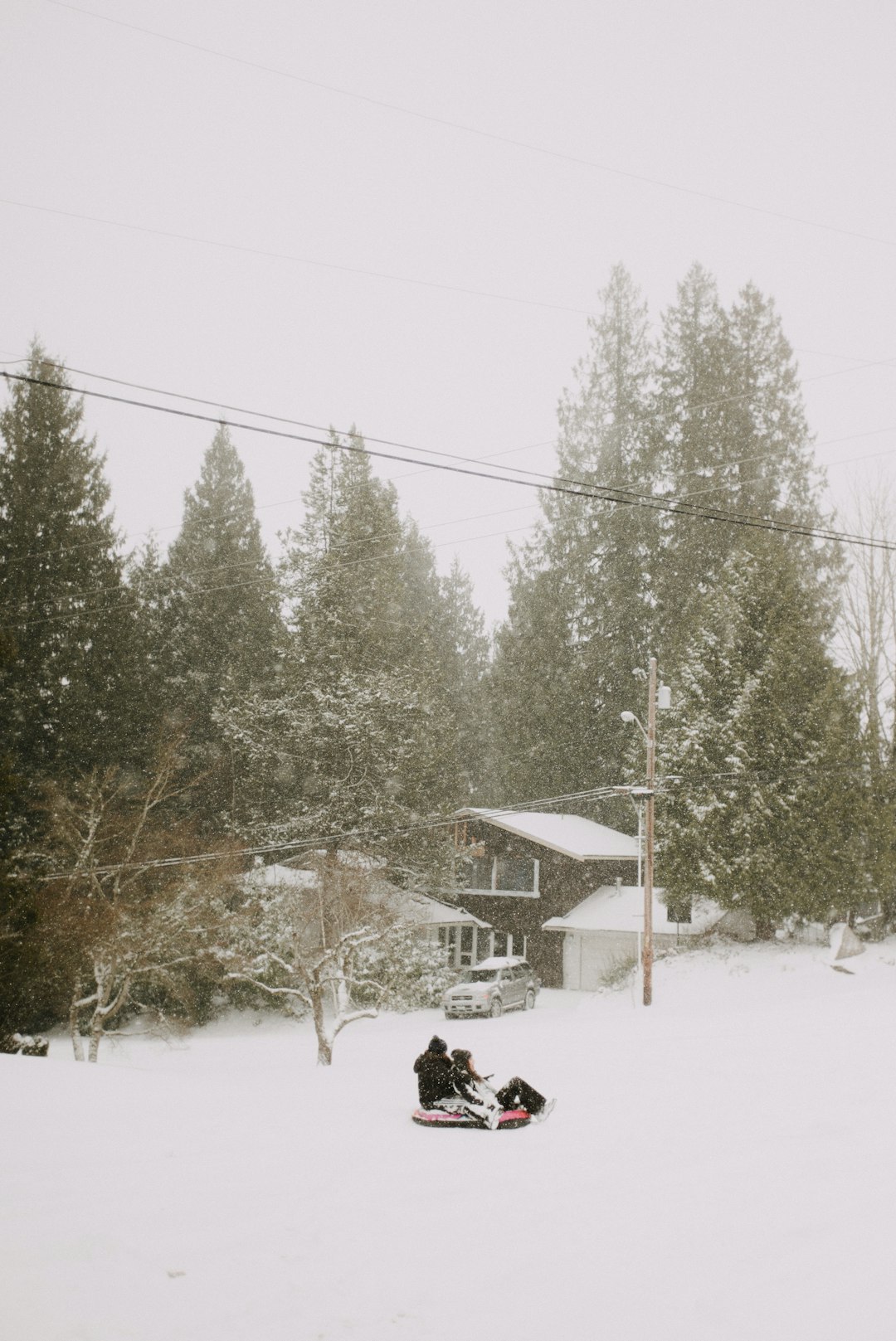 black dog on snow covered ground near green trees during daytime