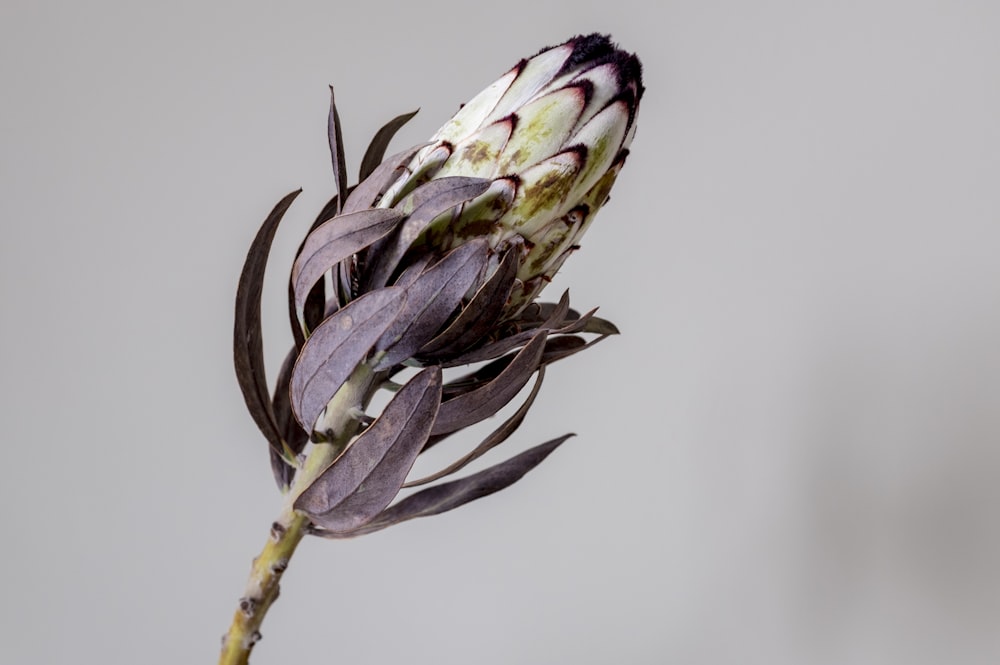 purple and green flower bud