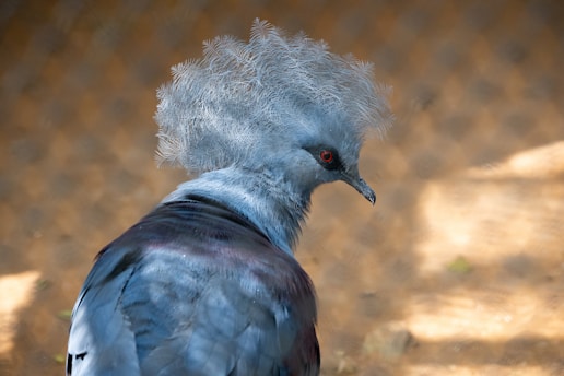 A regal-looking bird with an elaborate crest of feathers on its head, reminiscent of a crown. The bird has a piercing red eye and delicate, intricate patterns are visible in its plumage. The background is softly blurred, highlighted by a warm sunlight effect.