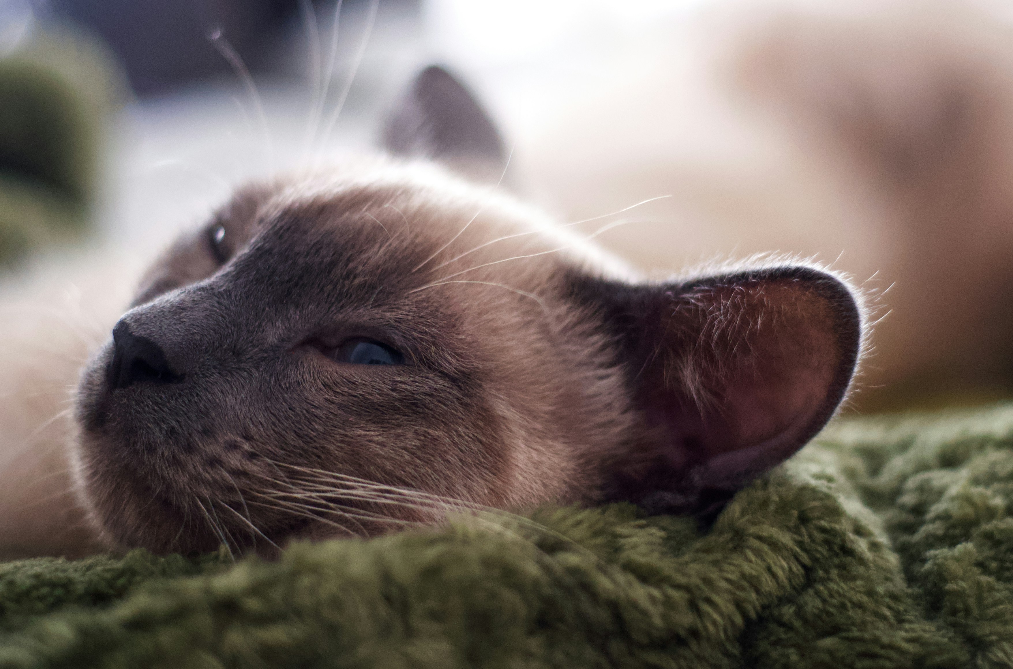 Adaptable to Modern Life (image credits: unsplash)