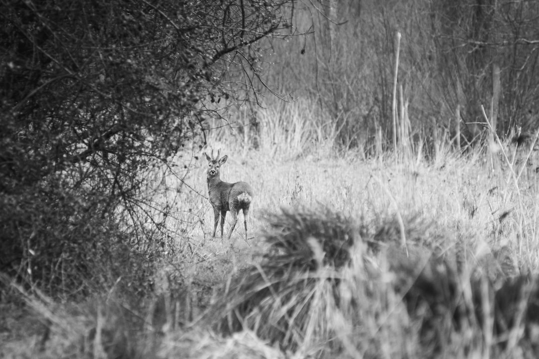 grayscale photo of deer on grass field