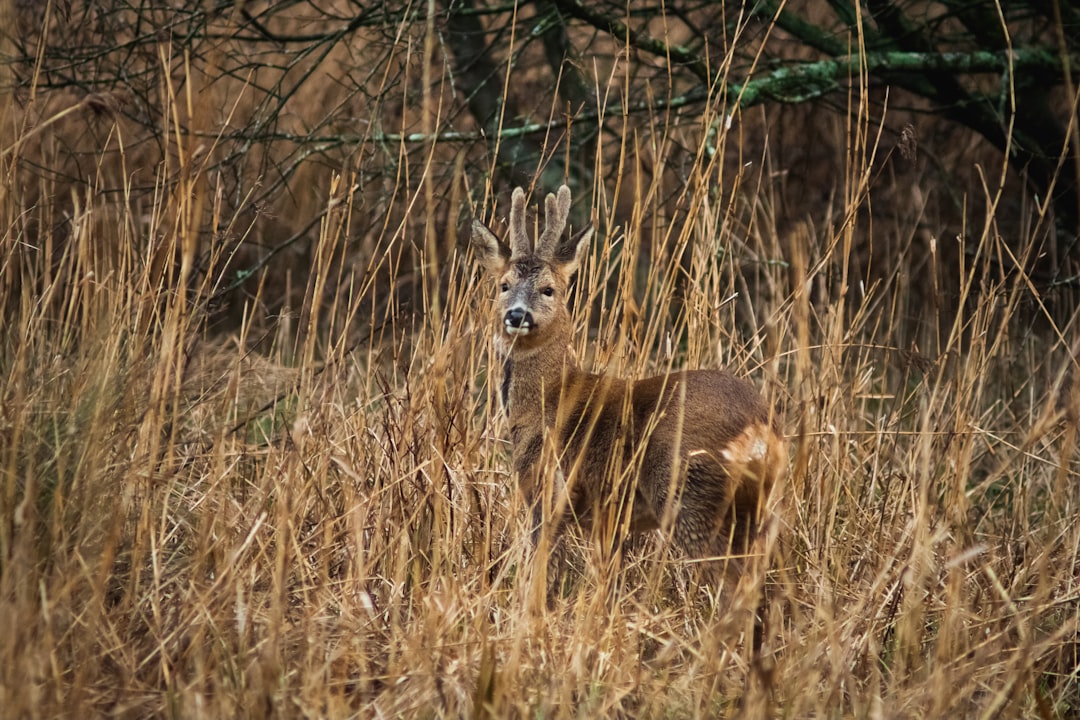 brown deer on brown grass field during daytime