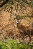 Close-up of a custom deer blind nestled among tall grasses and trees.
