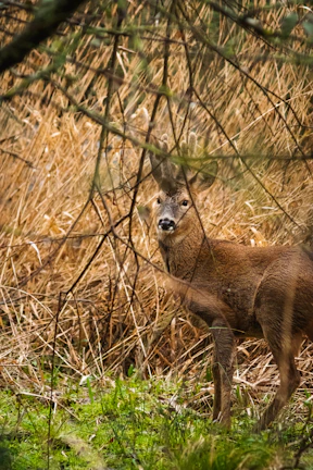 Close-up of a custom deer blind nestled among tall grasses and trees.