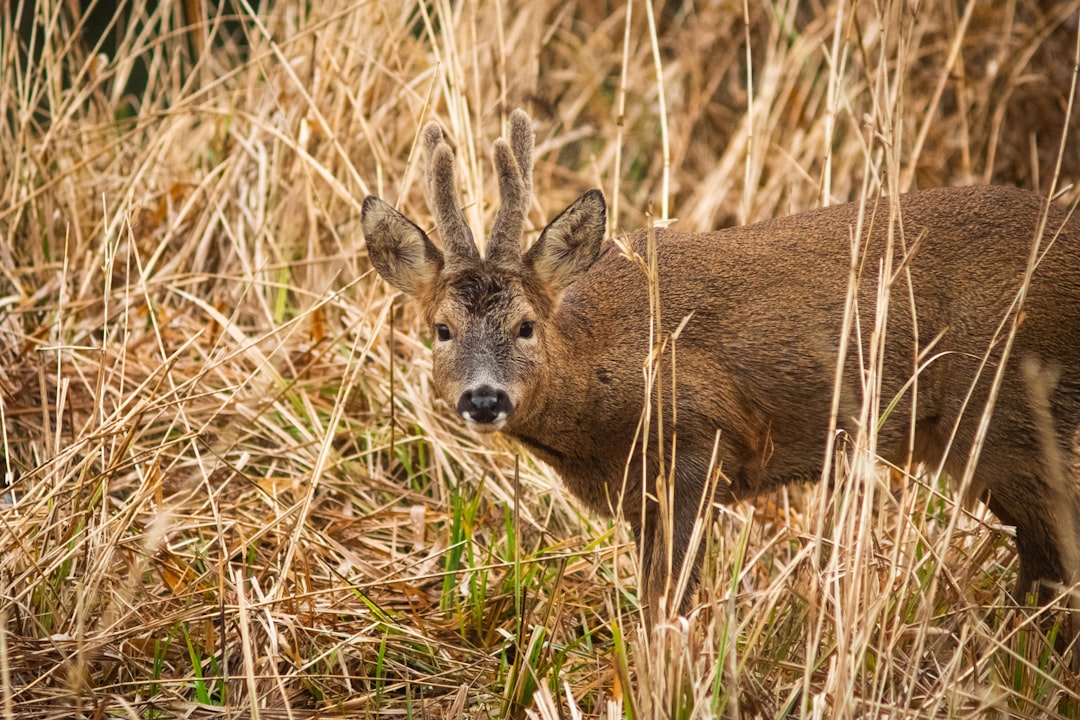 brown deer on brown grass during daytime