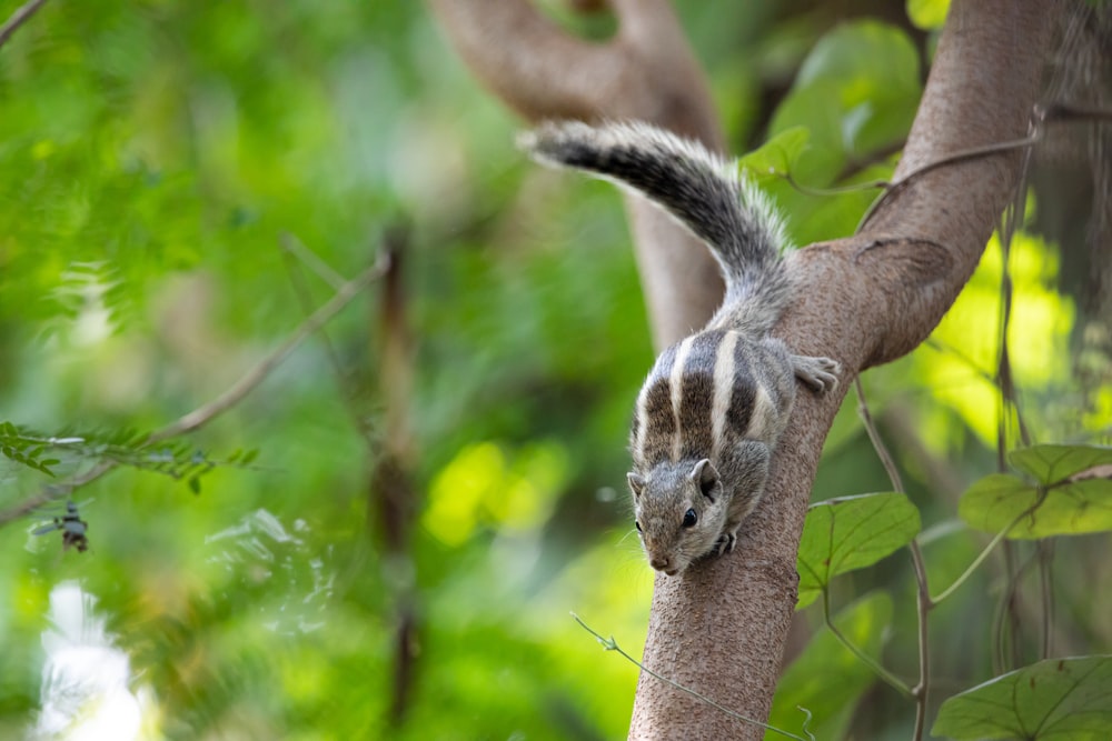 brown and white squirrel on brown tree branch during daytime