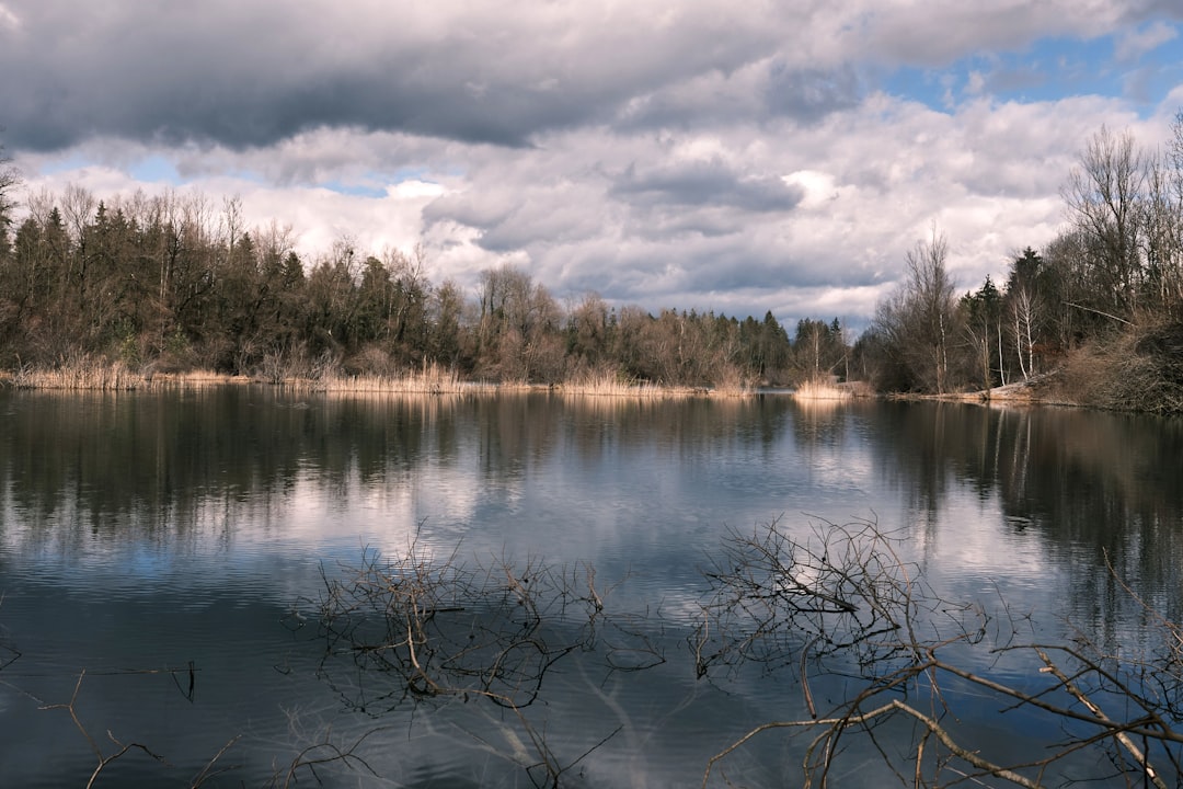 brown trees beside body of water under cloudy sky during daytime