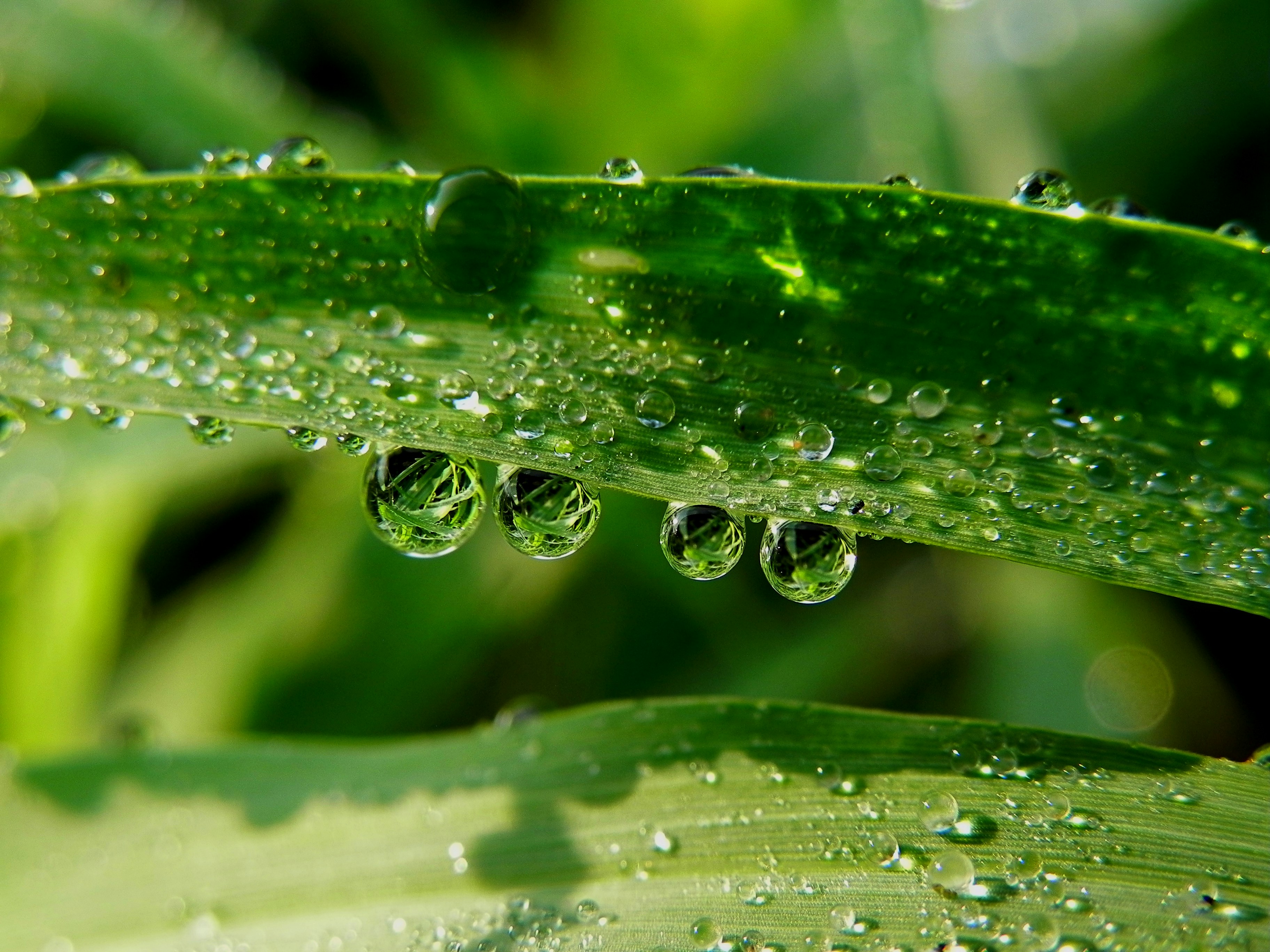 Water droplets on green leaf