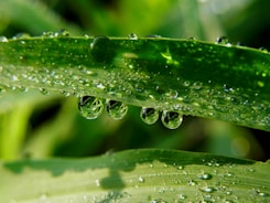 water droplets on green leaf