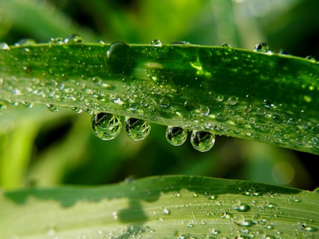 water droplets on green leaf