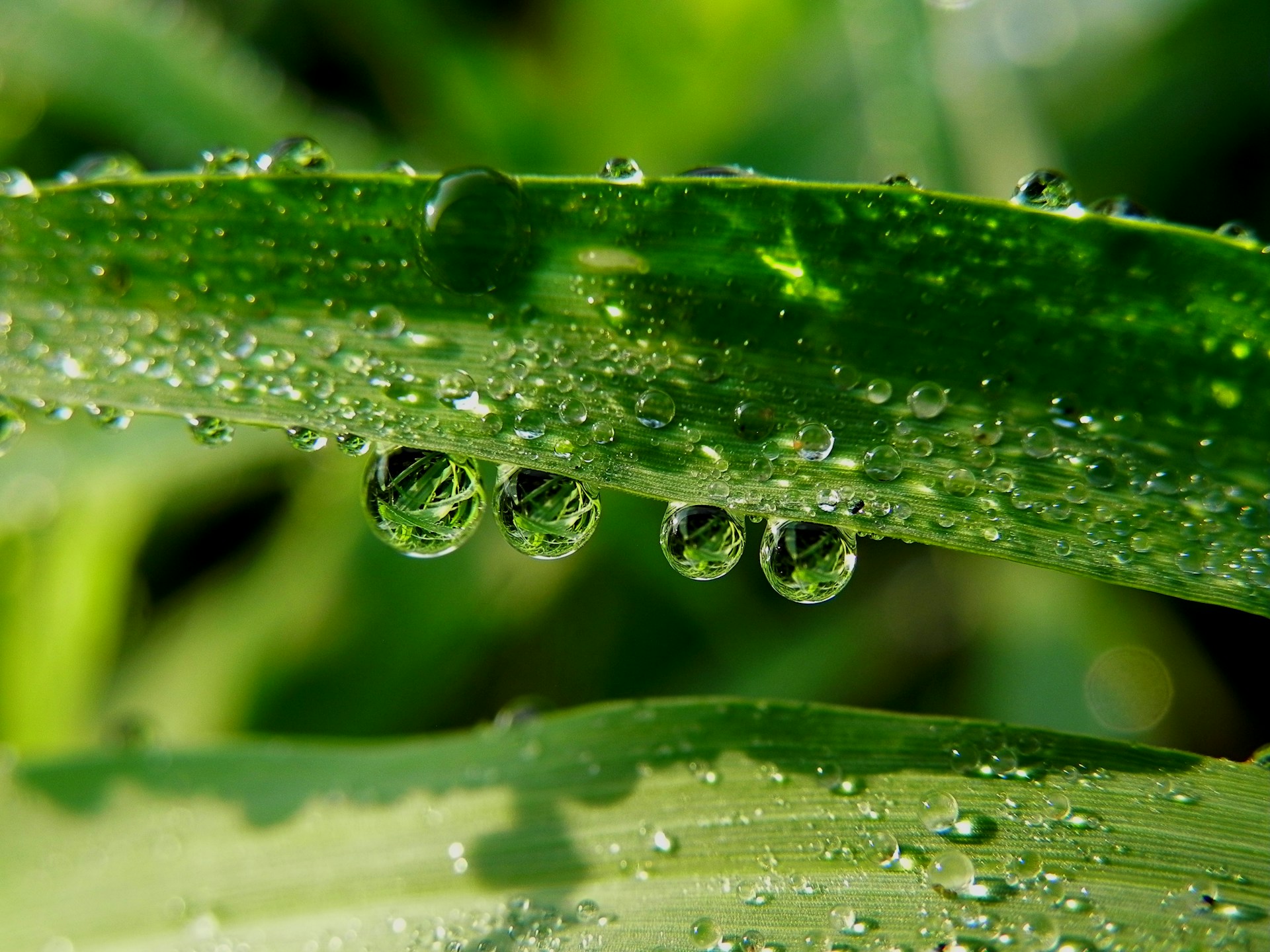 water droplets on green leaf