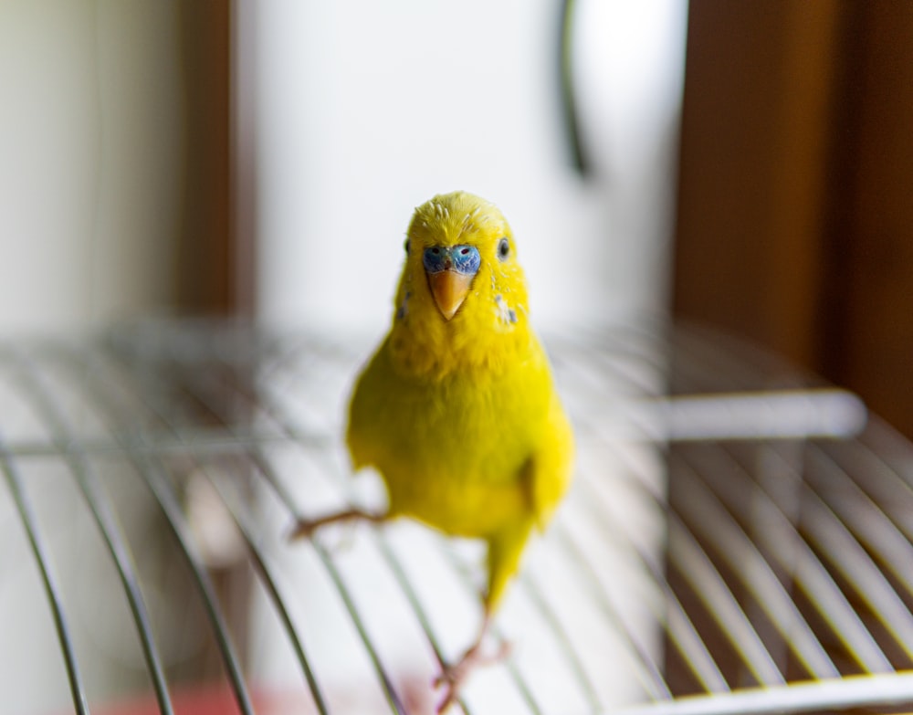 yellow bird on white metal bird cage