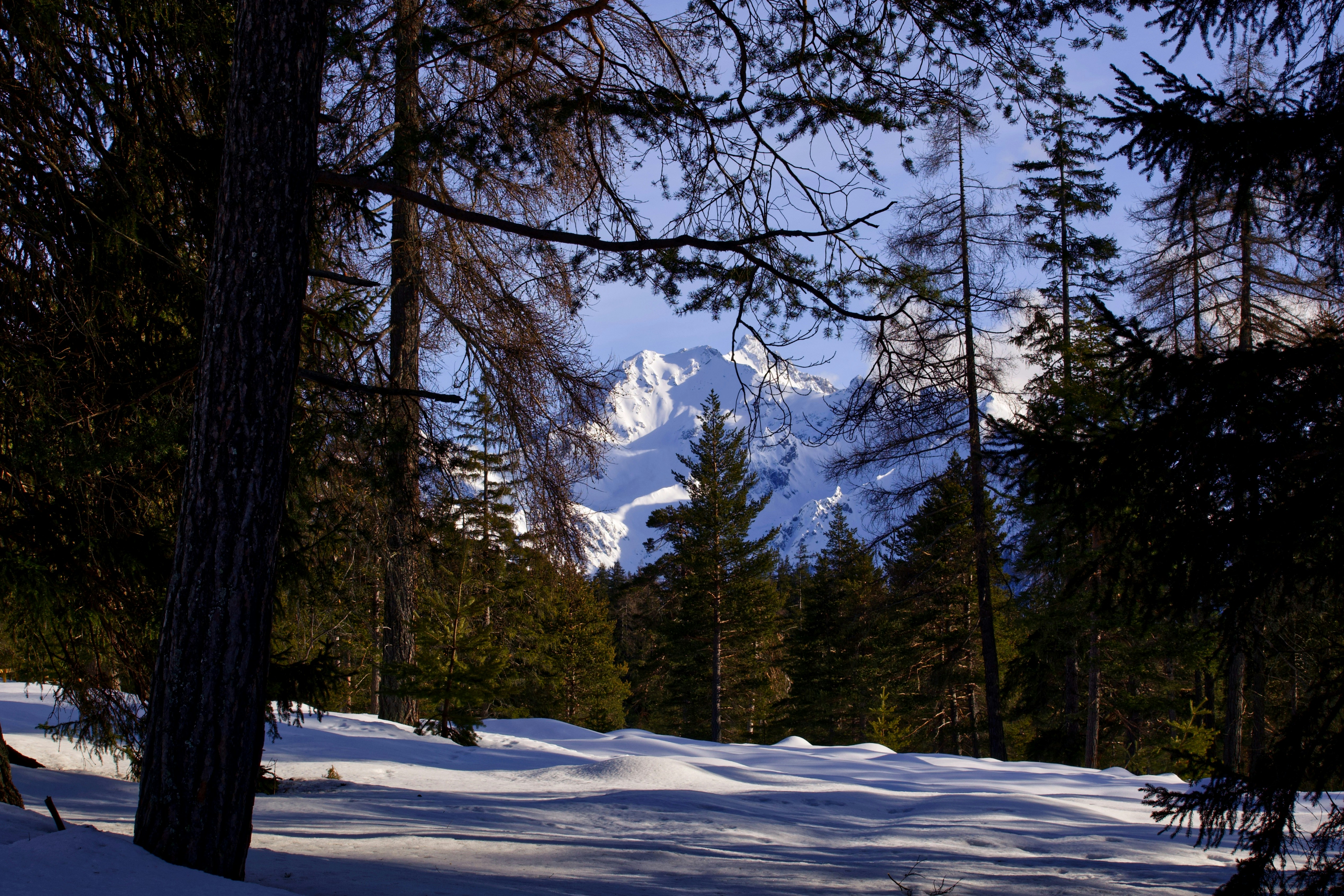 green trees on snow covered ground during daytime