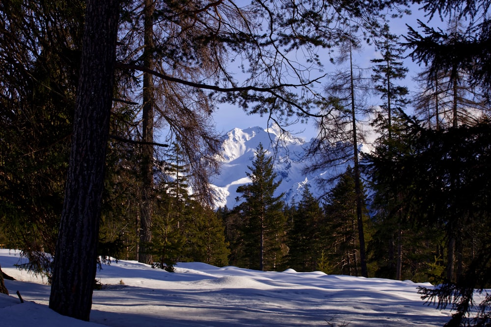 green trees on snow covered ground during daytime