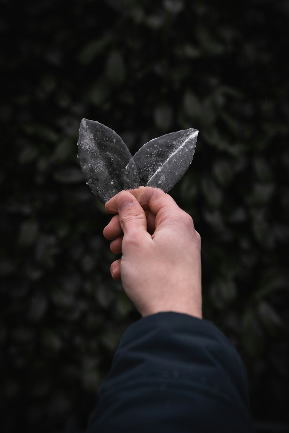 person holding black leaf during daytime