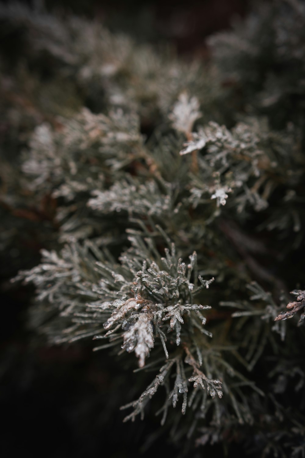 white and green leaf plant