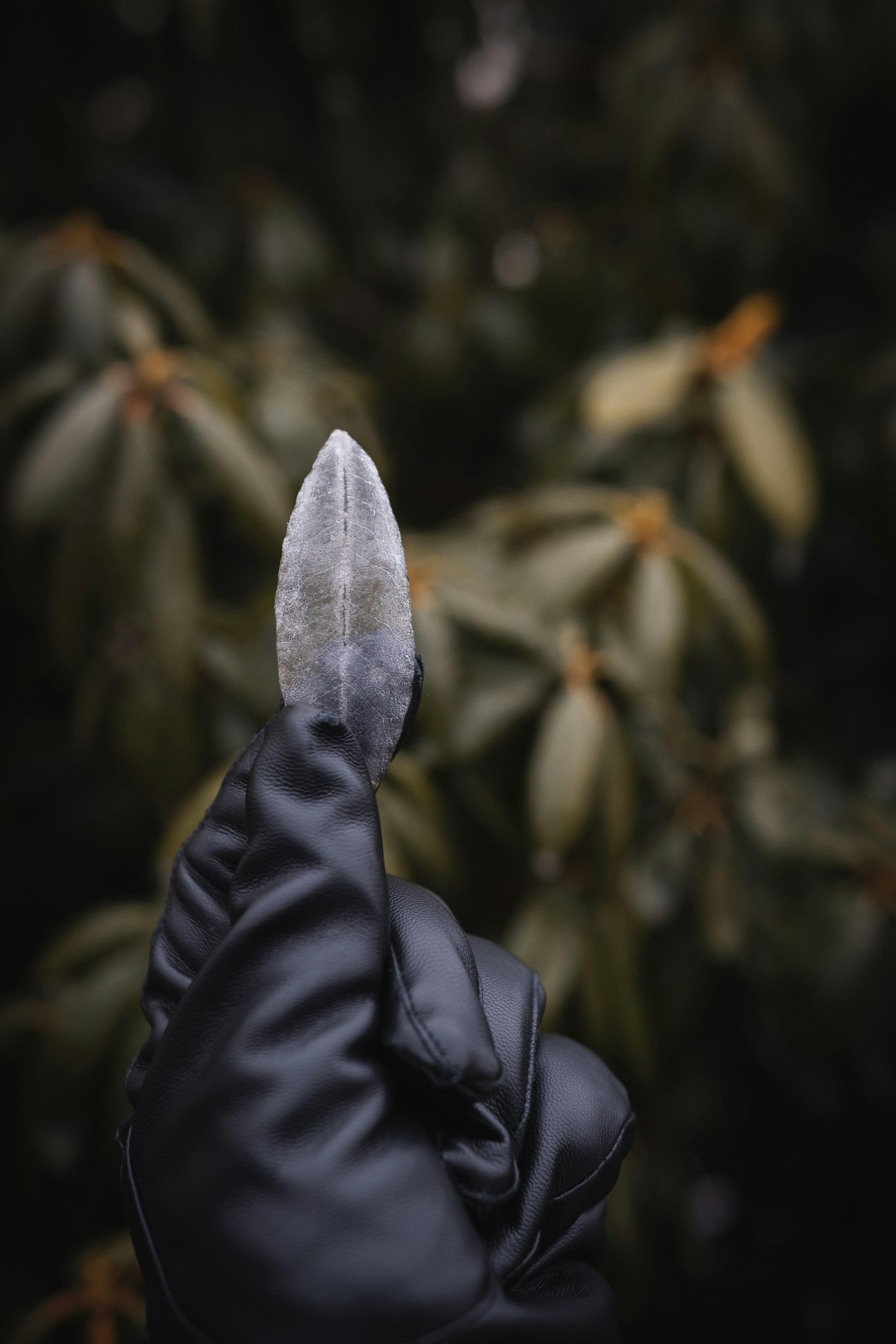 A Rhododendron leaf of ice, captured during a cold wave in Europe Feb 2021 