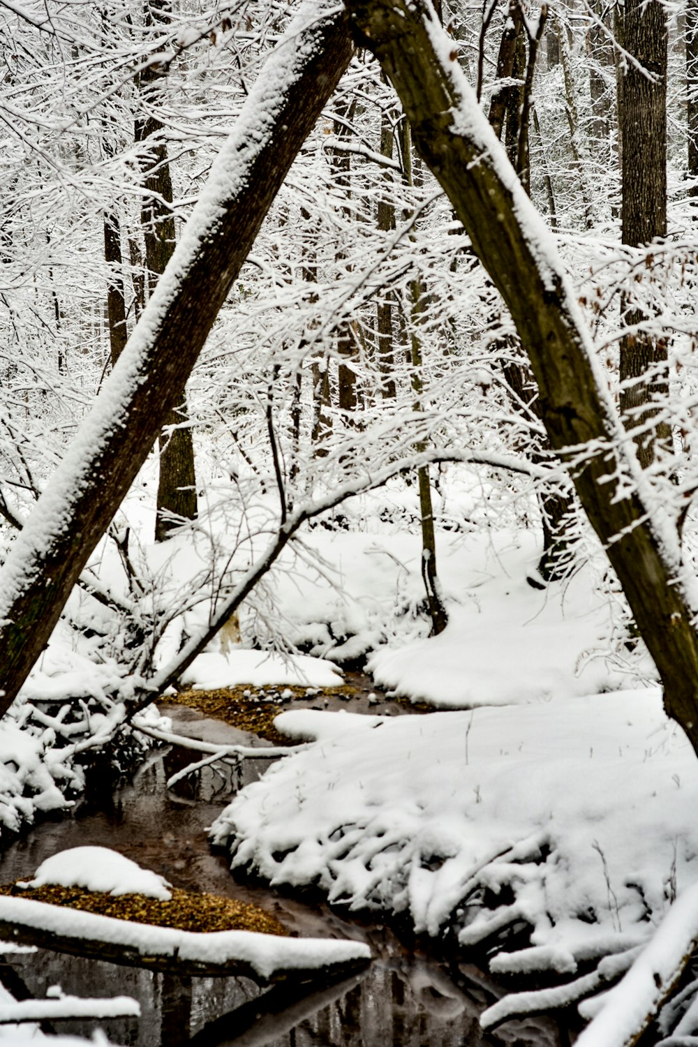 a stream running through a forest covered in snow