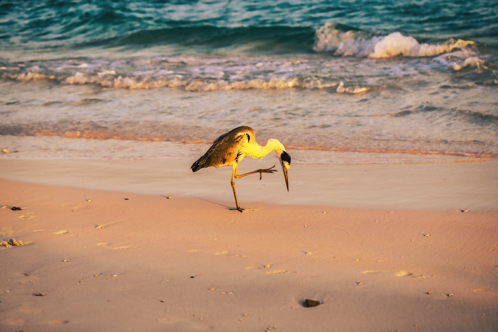 yellow and black bird on beach during daytime