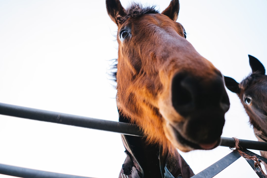 brown horse in close up photography