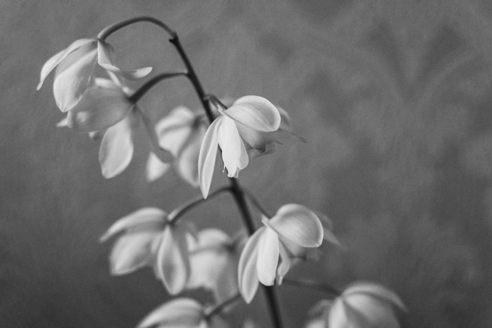 grayscale photo of white flowers