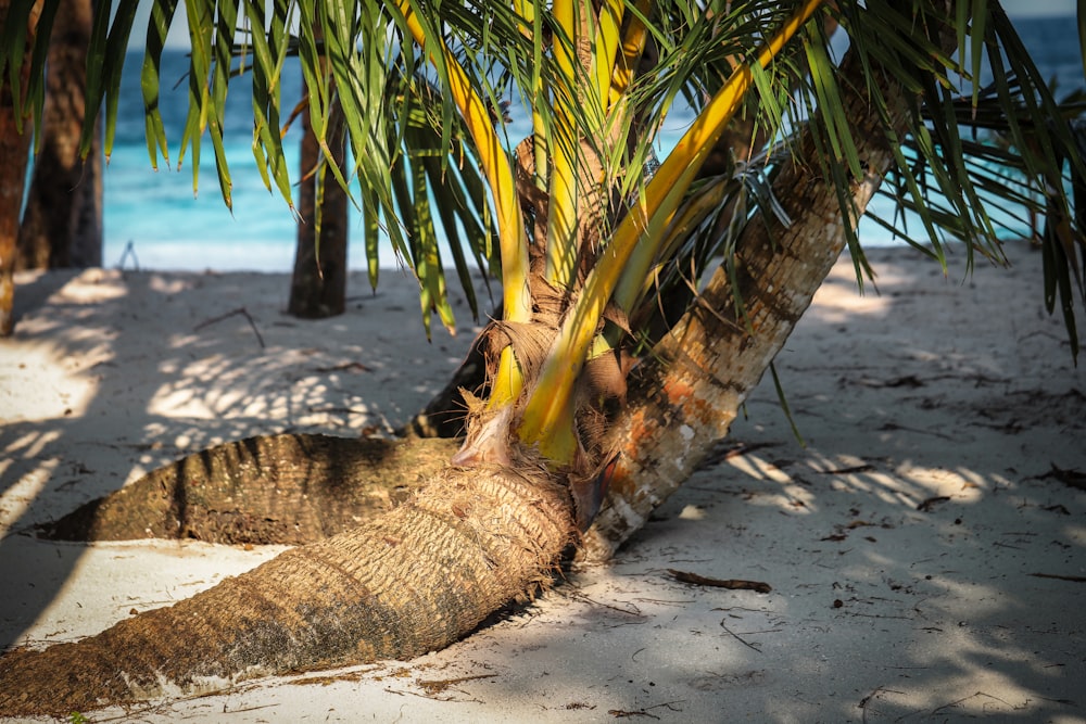 brown and black tree trunk on brown sand during daytime