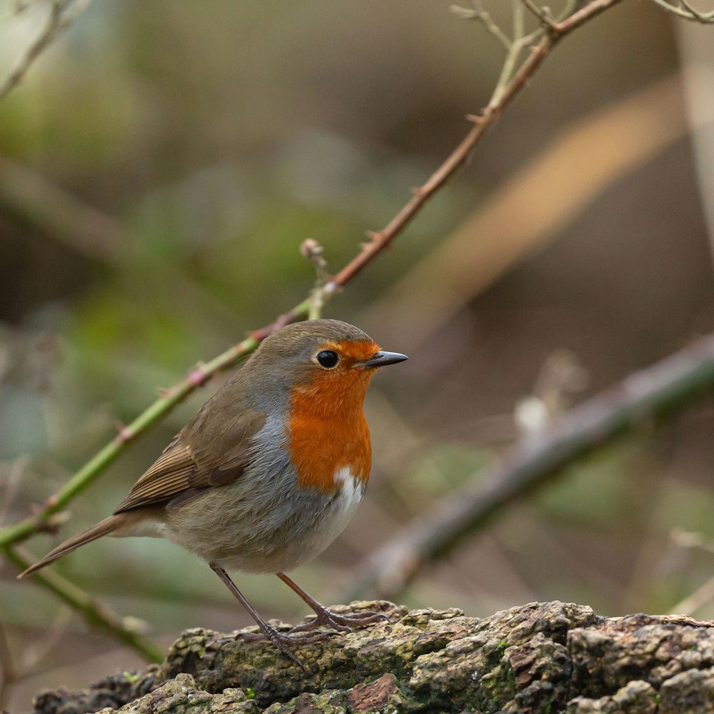 orange and gray bird on tree branch