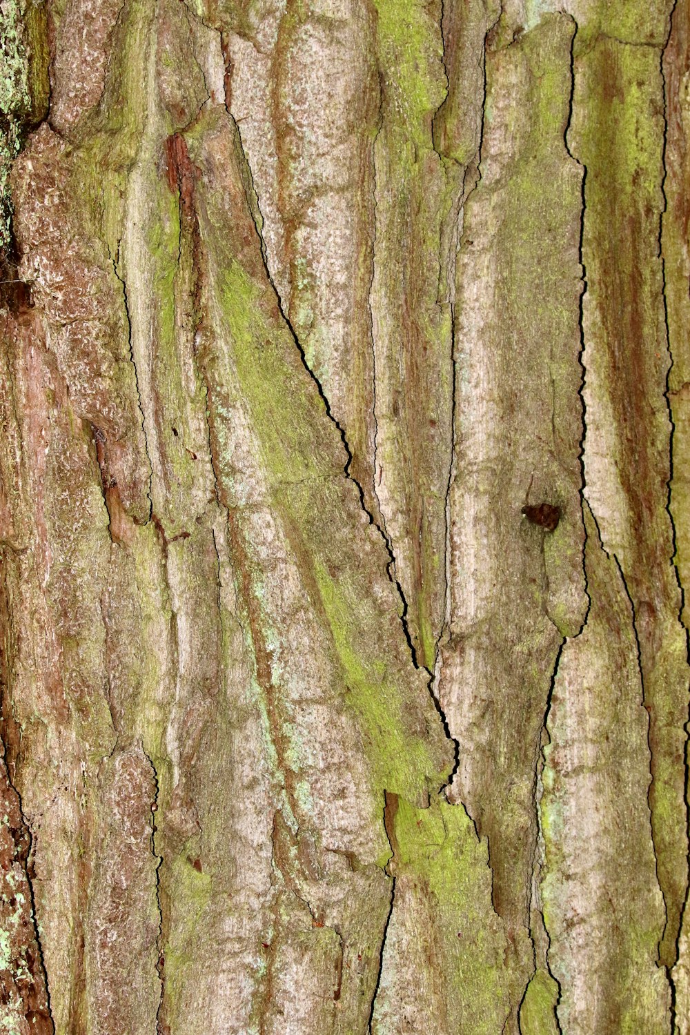 brown and green tree trunk