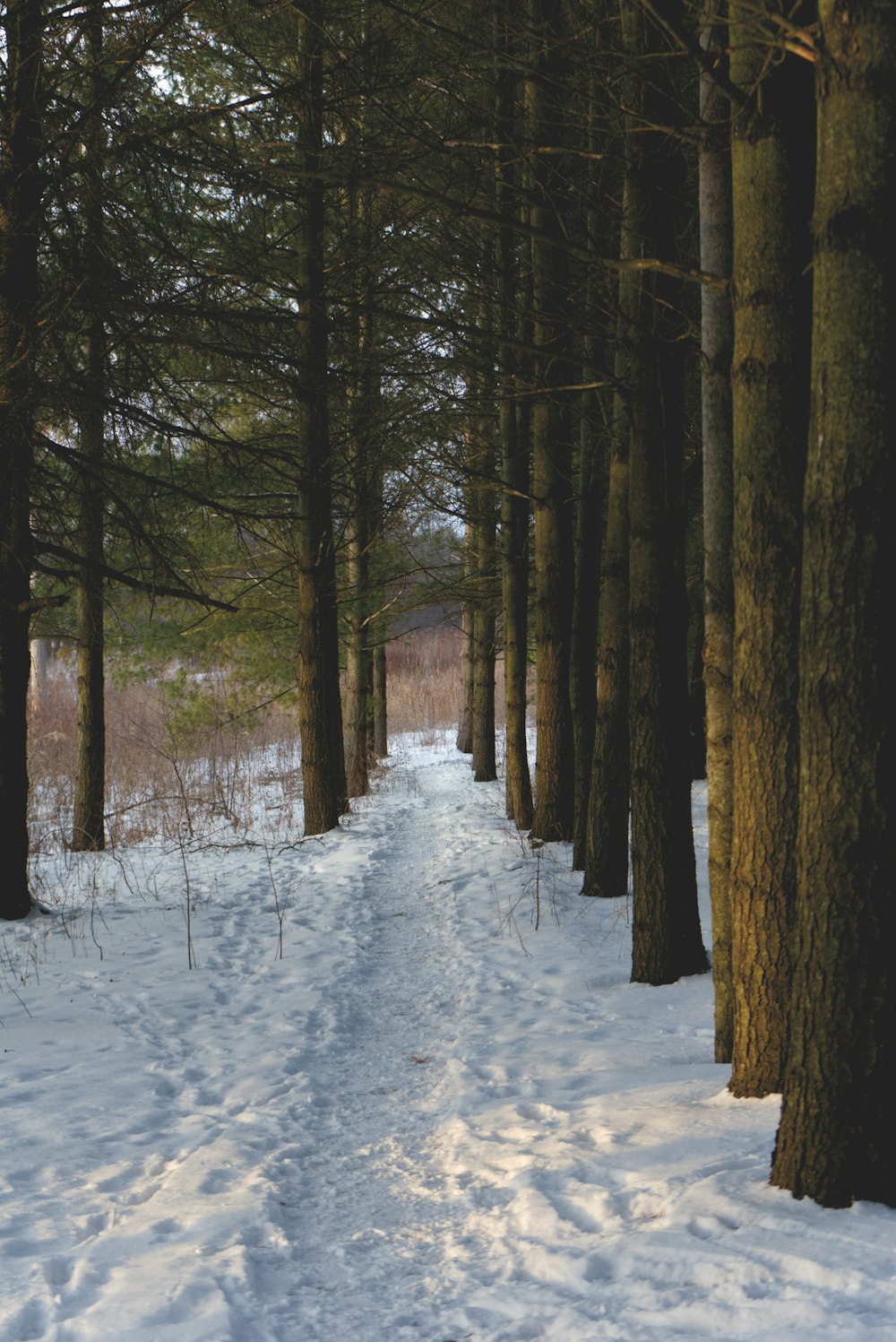 brown trees on snow covered ground during daytime