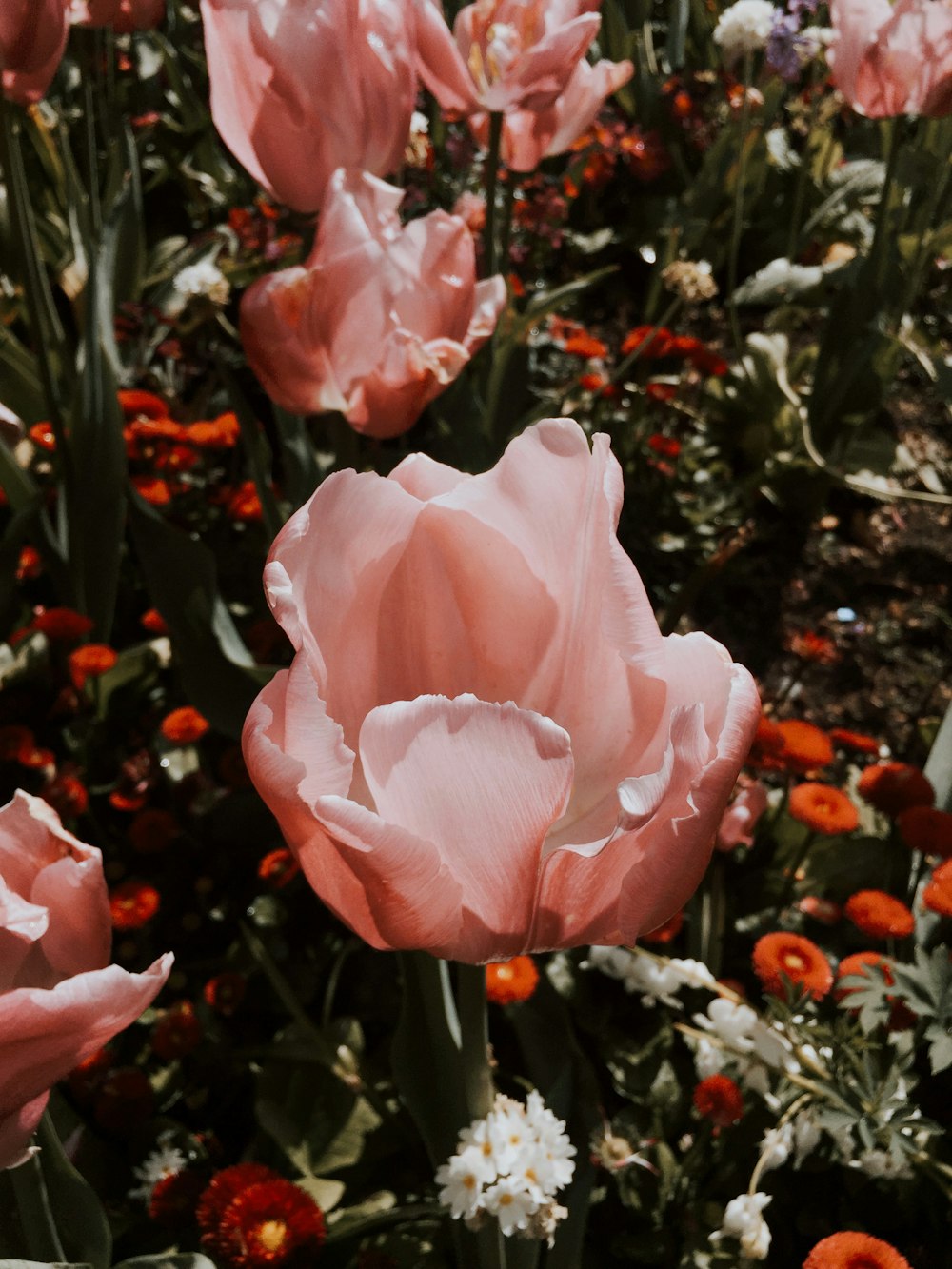 pink roses in bloom during daytime