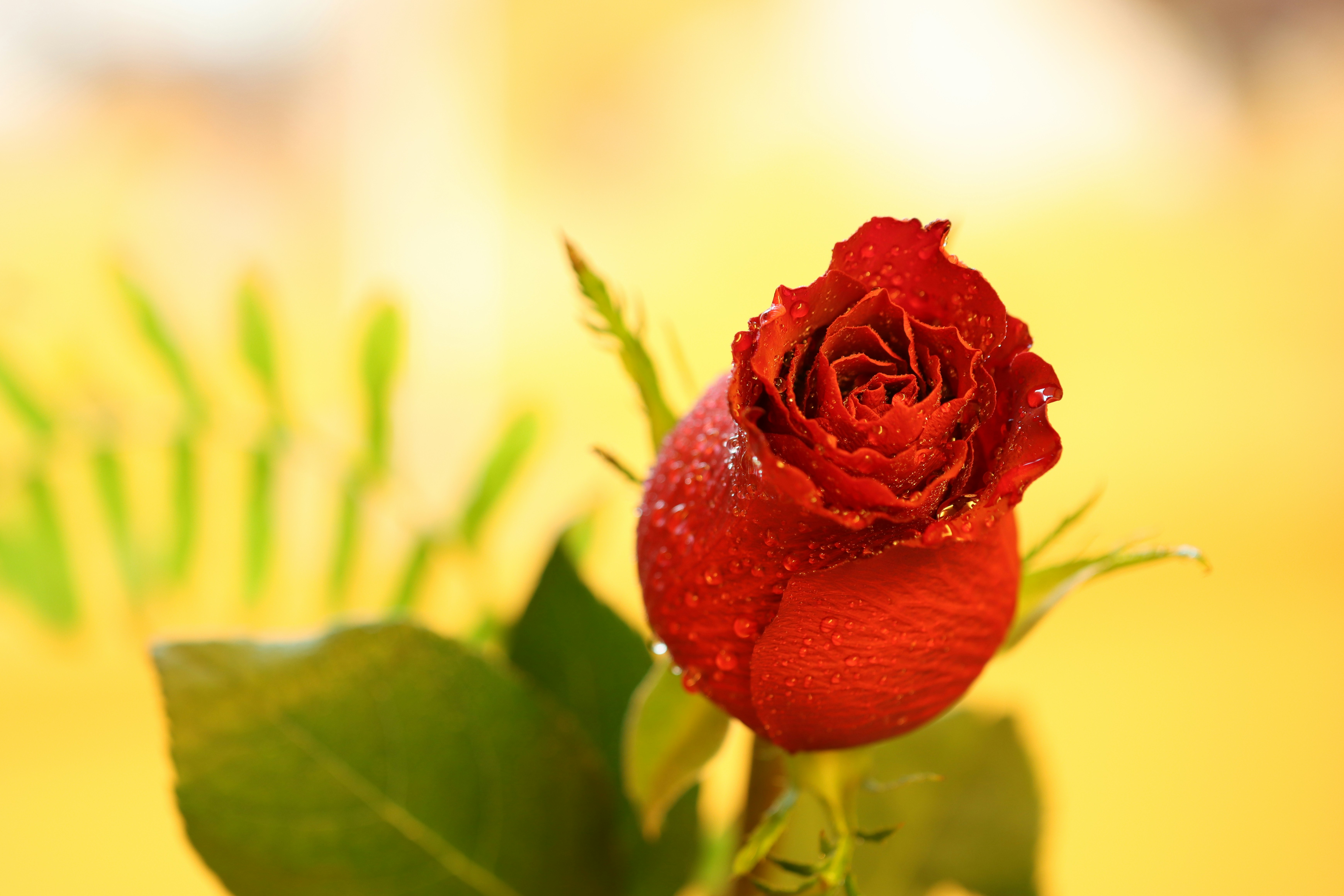 Photo by henrylaiphotography