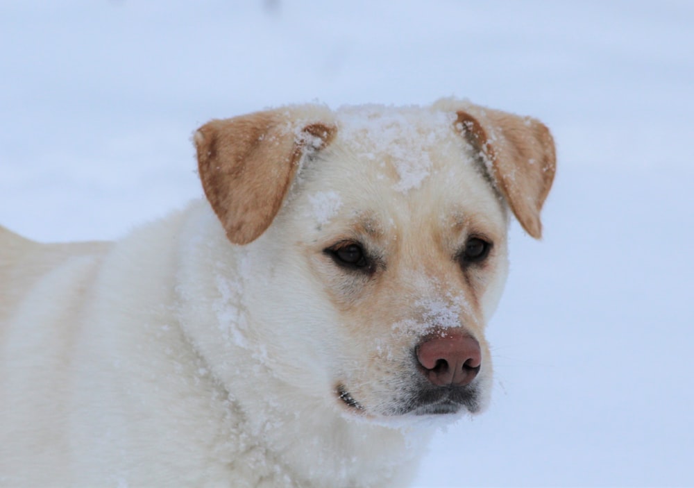 yellow labrador retriever on snow covered ground