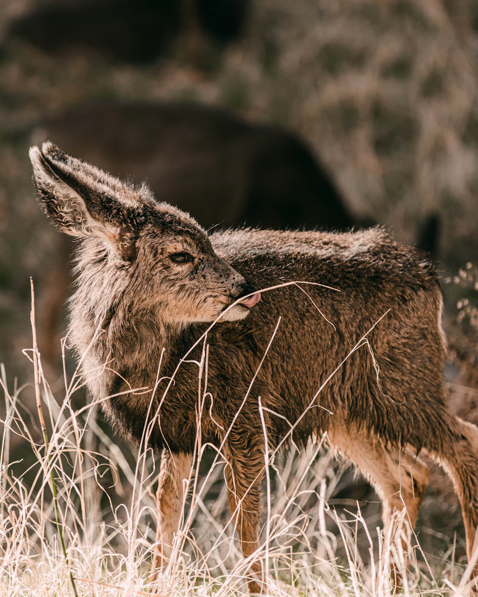 The image depicts a young deer standing in a field, its body oriented towards the right side of the frame. The deer's ears are perked up and alert, suggesting it is aware of its surroundings. Its coat appears to be dirty, possibly from grazing or rolling around in the grass. In the background, there are other animals that add depth to the scene, but they are blurred and not the main focus of the image.