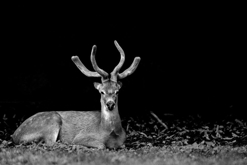 gray deer on black and white