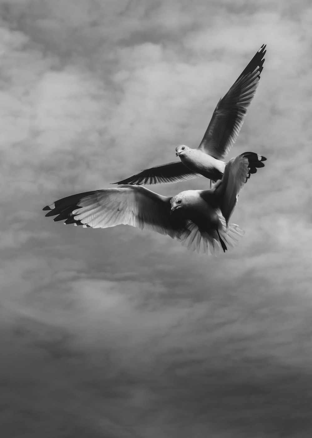 grayscale photo of two birds flying
