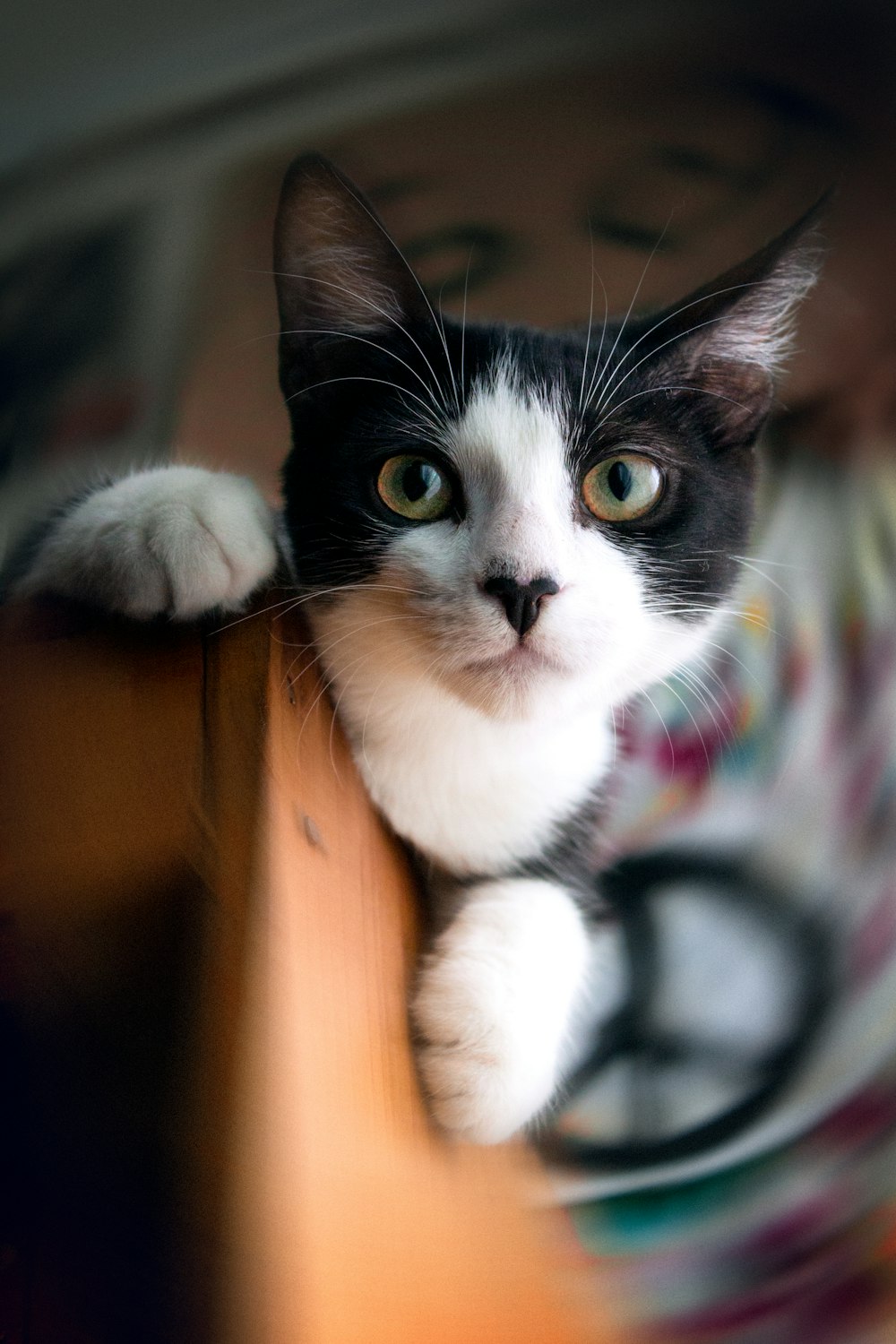 white and black cat on brown wooden table