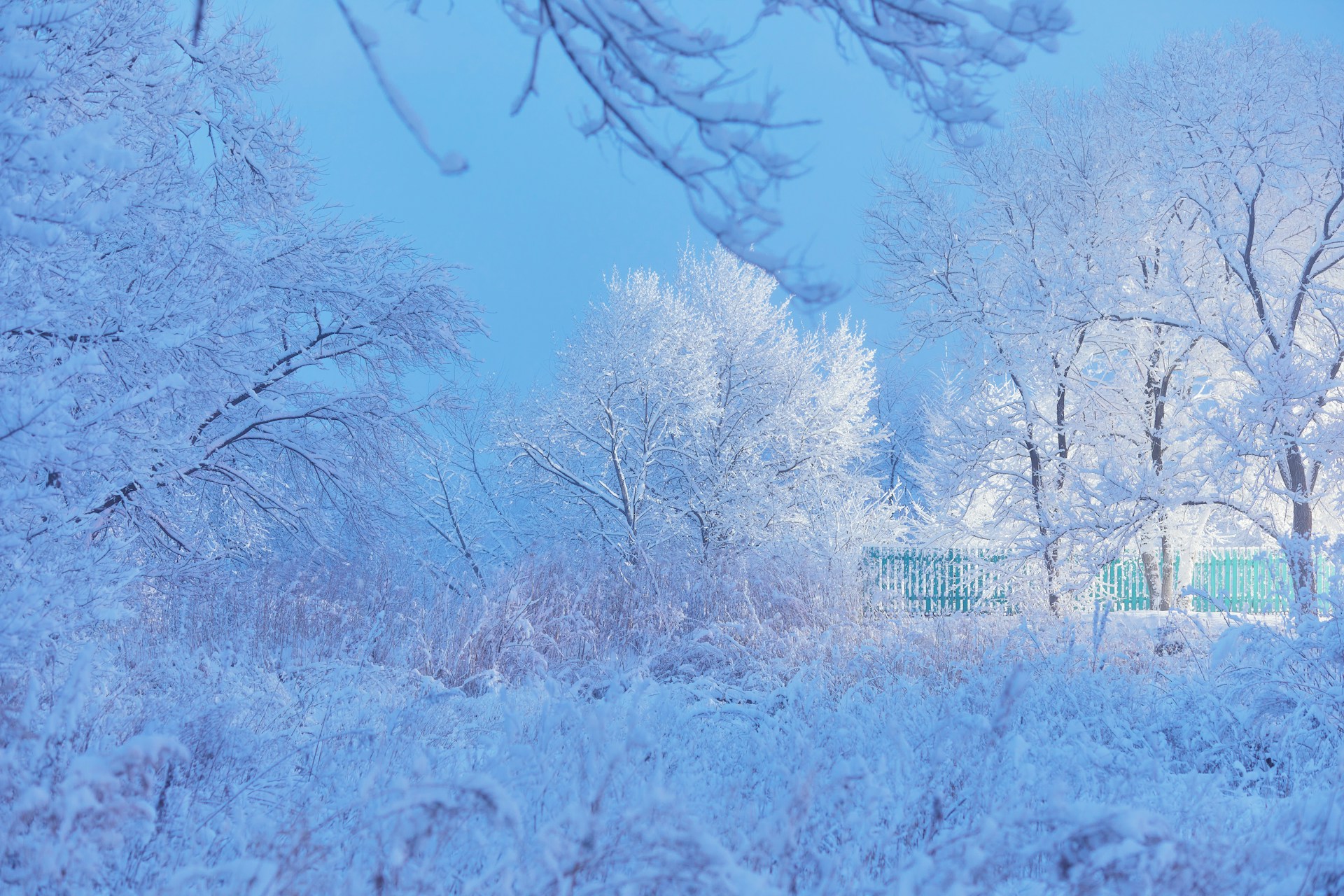 brown wooden fence near brown trees under blue sky during daytime