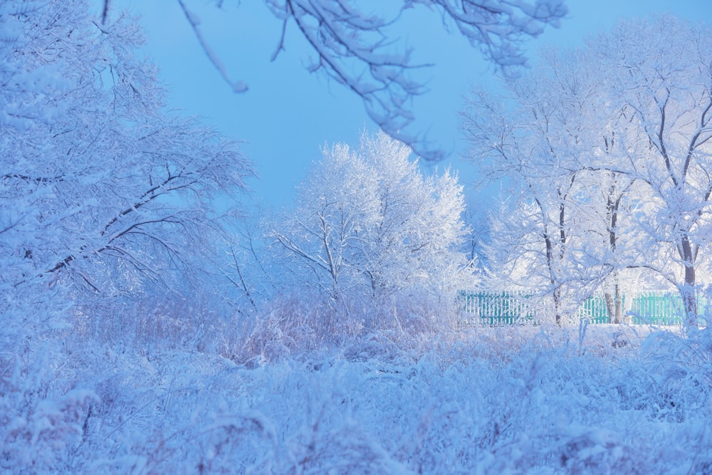 brown wooden fence near brown trees under blue sky during daytime