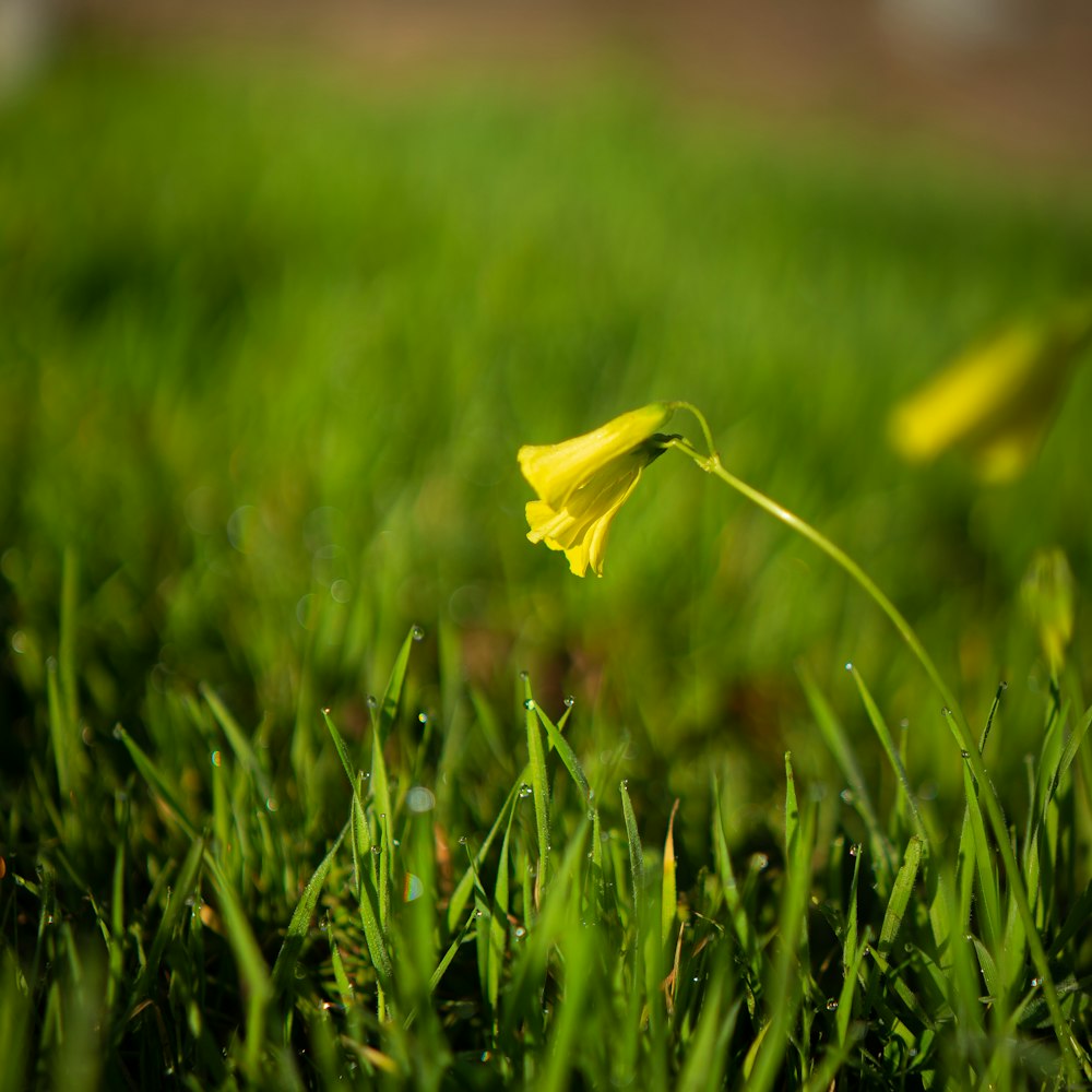 yellow flower on green grass during daytime
