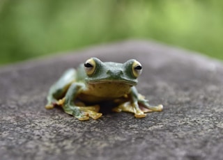 green frog on brown tree trunk