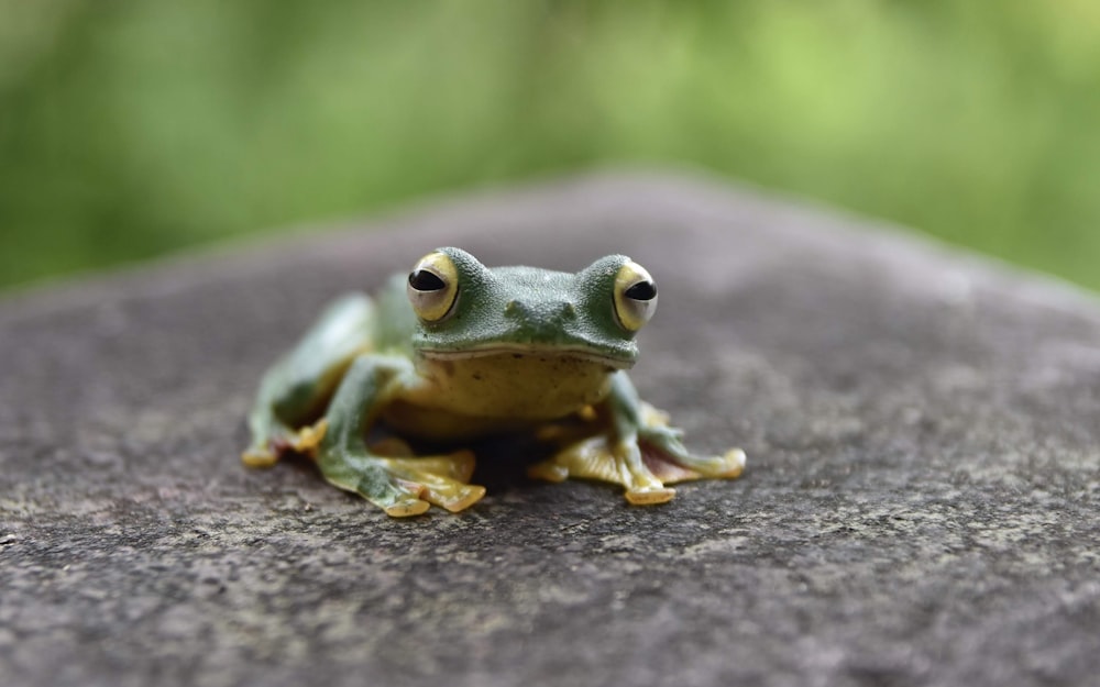 green frog on brown tree trunk