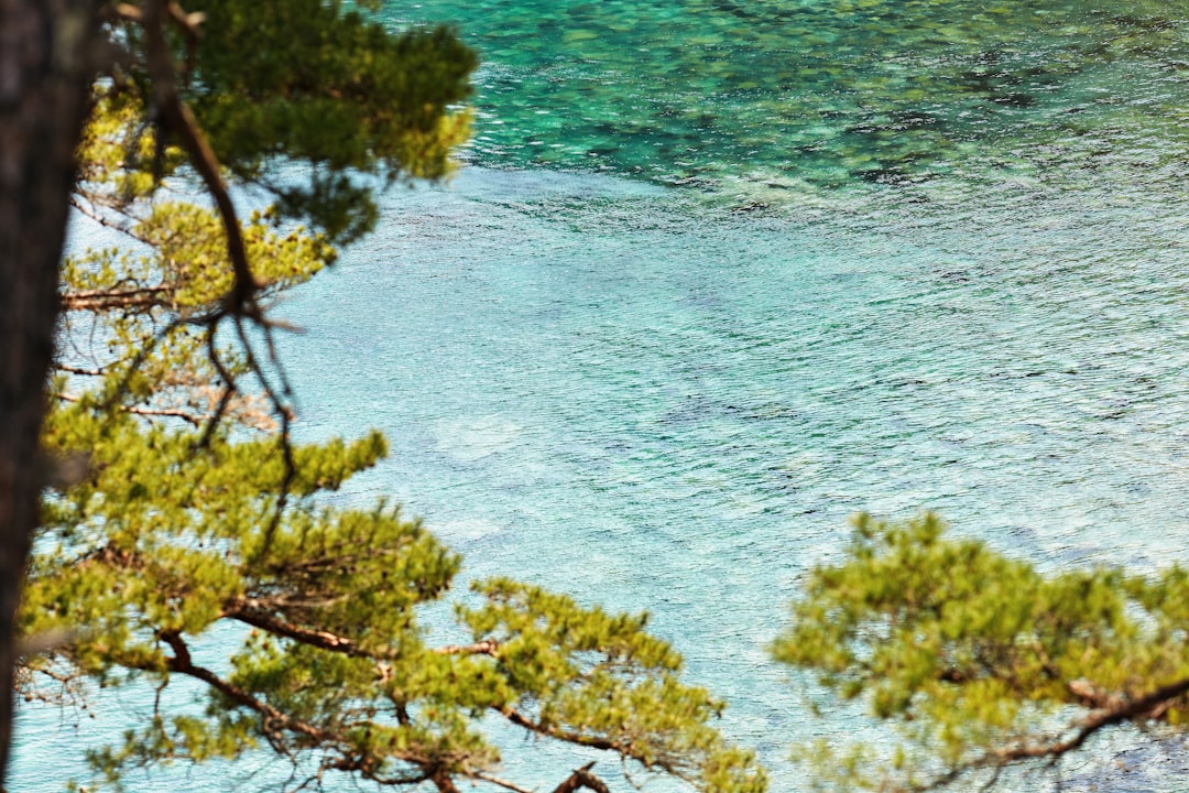 green trees beside body of water during daytime