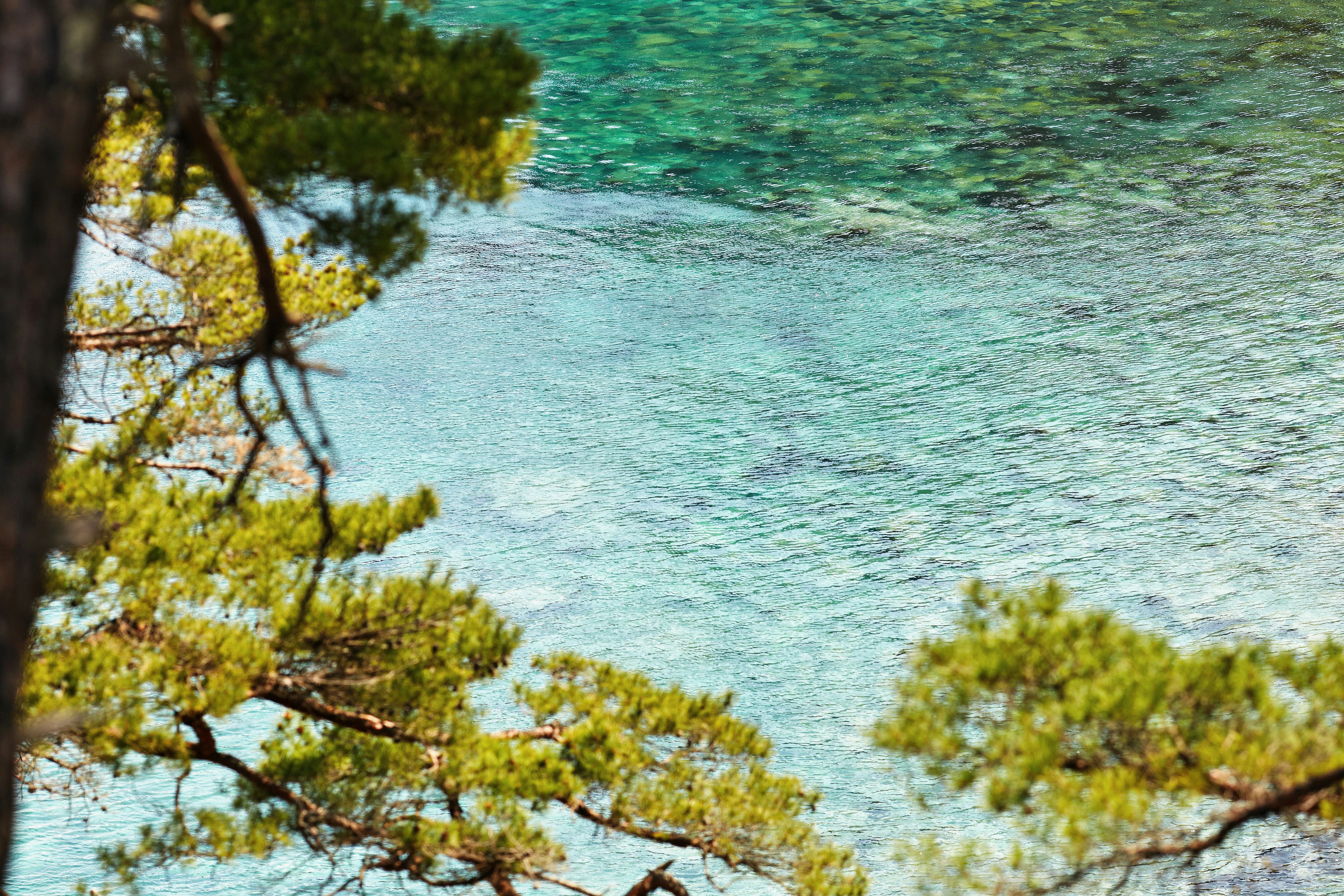 green trees beside body of water during daytime