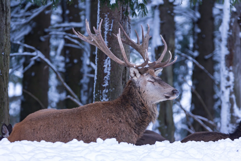 veado marrom no chão coberto de neve durante o dia