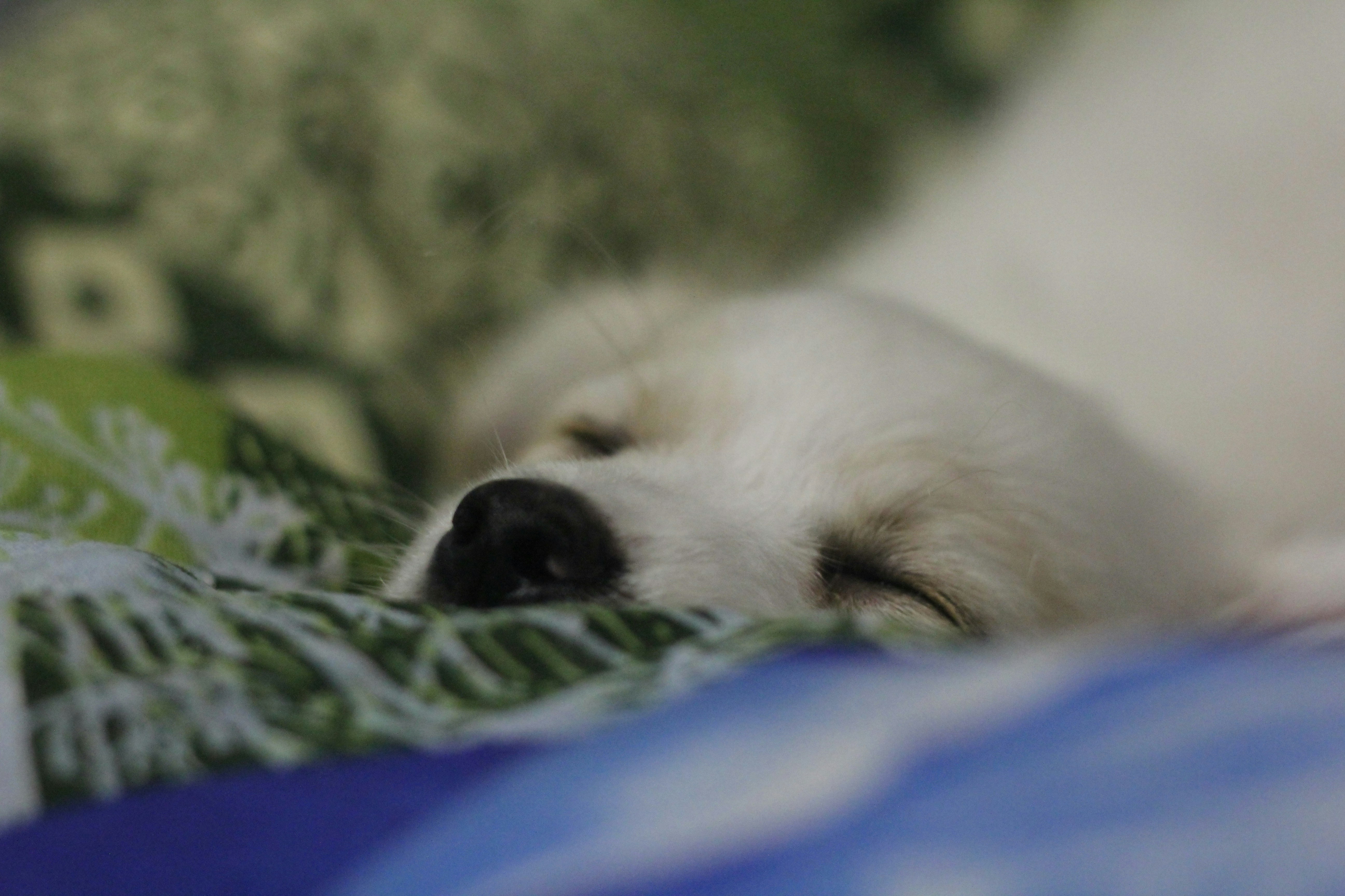 white short coated dog lying on blue textile