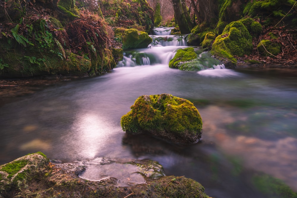 green moss on rock in river
