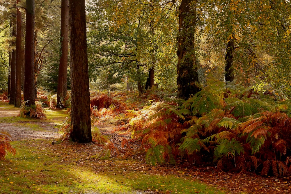 brown and green trees during daytime