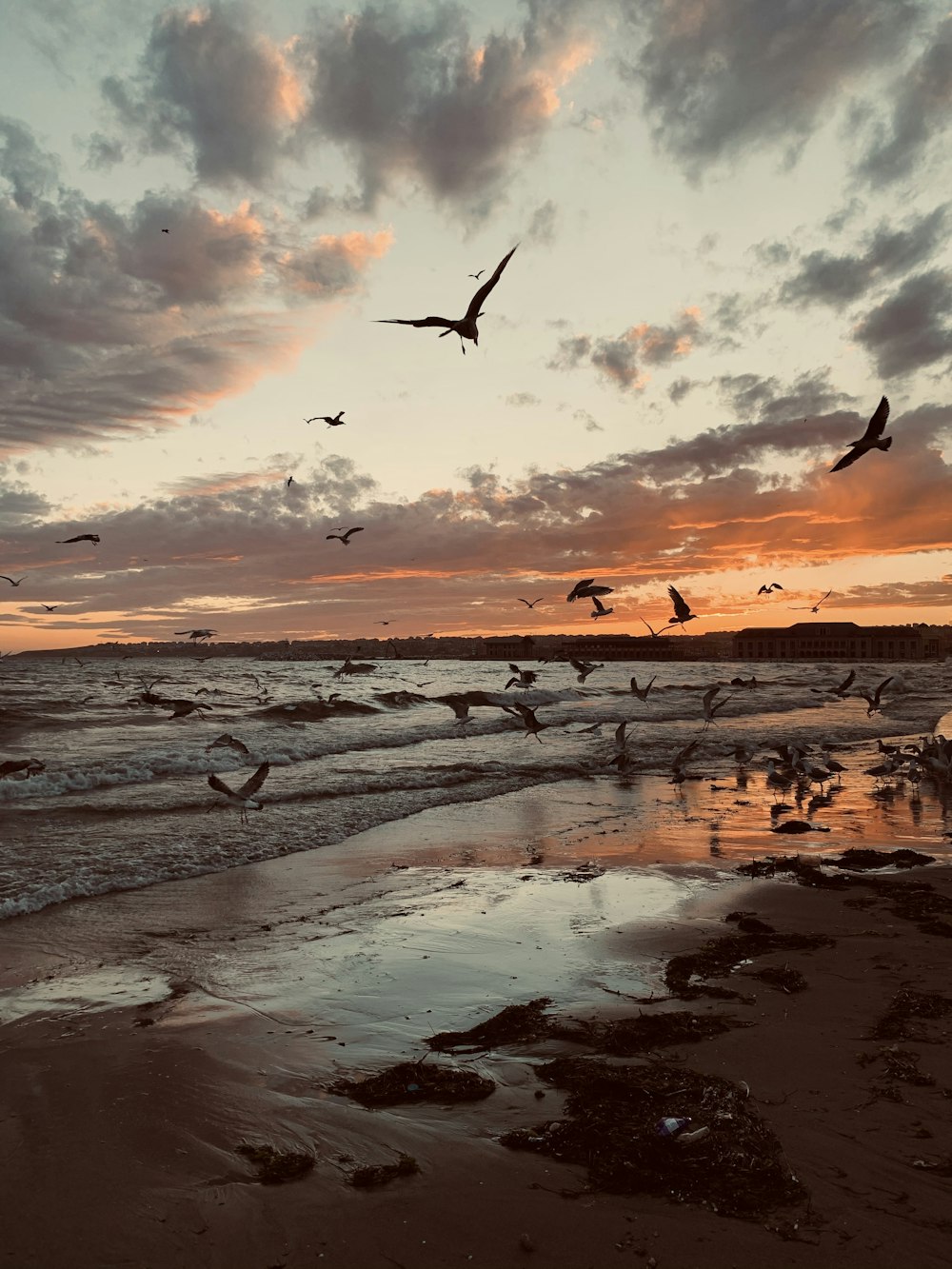 birds flying over the sea during sunset