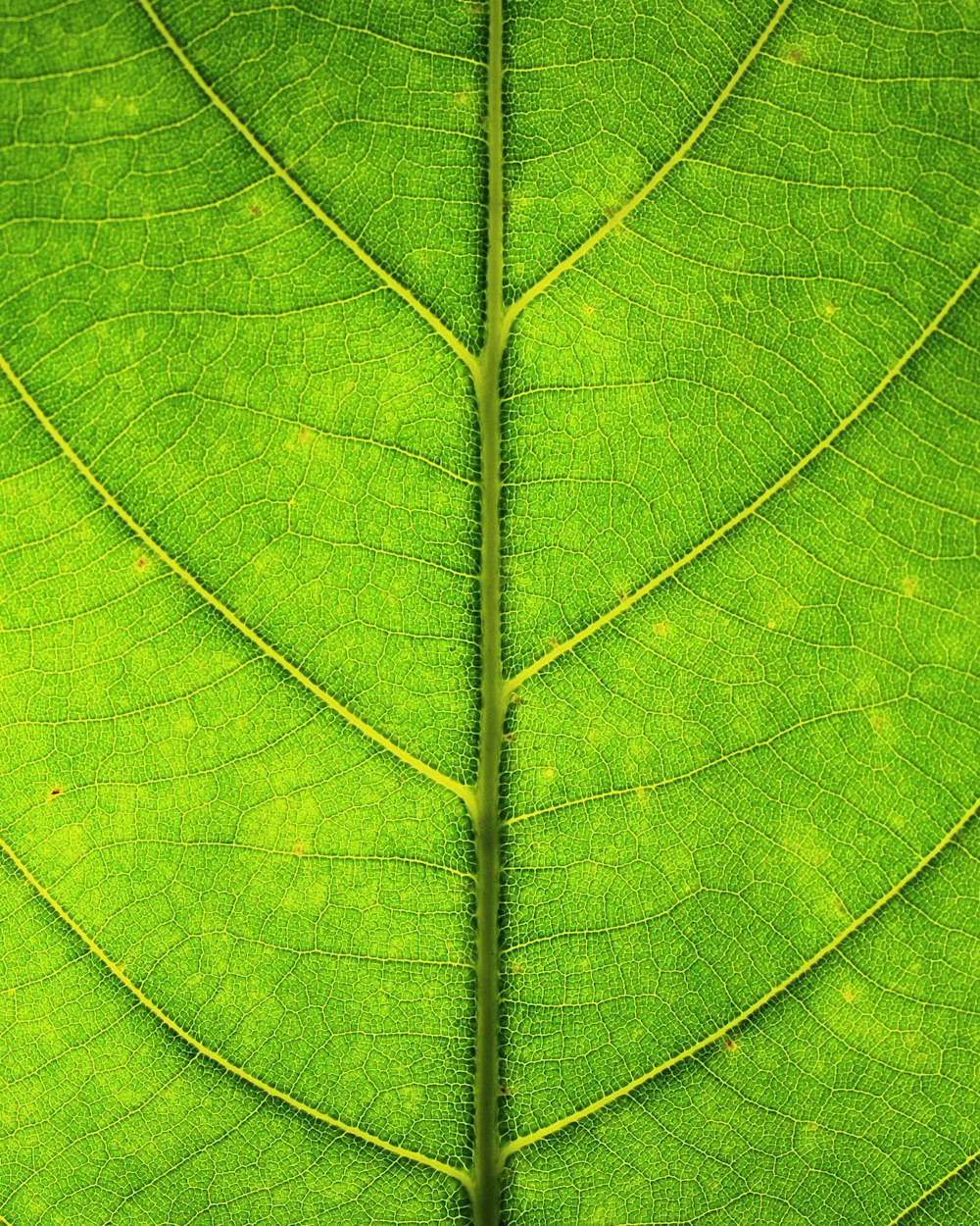 green leaf in close up photography